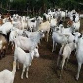 Goat Farming
